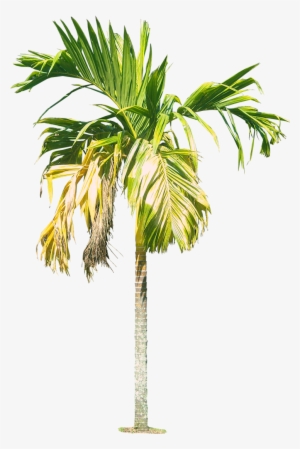 Arecacatechuvarl Cut Out Cambodian - Areca .png