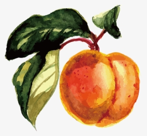 Fruit Watercolor Painting - Fruit Watercolor Png