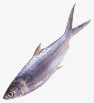 Fish Png