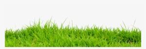 2016 Teamscaping Inc - Cb Edit Grass Png