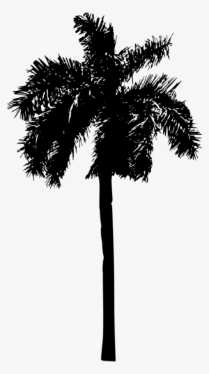 Free Png Palm Tree Png Images Transparent - Palm Tree Silhouette Png