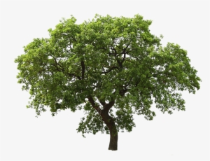 Tree Free Download Png - Transparent Background Tree Clipart