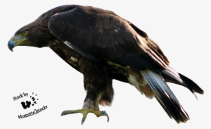 Eagle Png