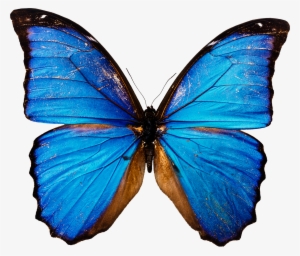 Butterfly Png In High Resolution - Download Png Of Butterfly