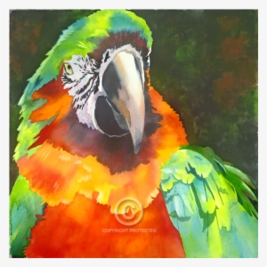 World Renowned And Award Winning Watercolor Artist - Macaw