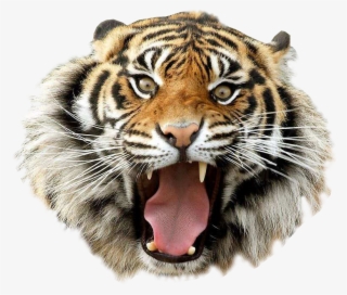 Angry Tiger Transparent Background Clip Art - First Day Period Meme