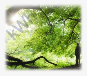 Nurturenergy Awaiting For You - Nature