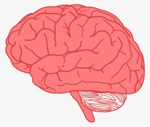 Pink Brain - Brain Clipart