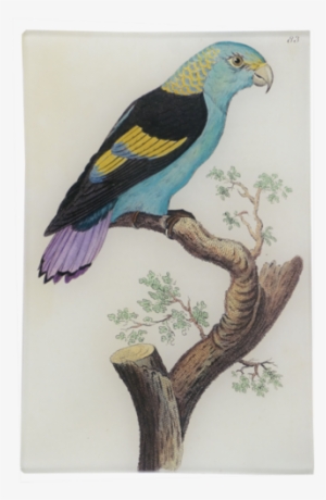 Black-winged Parrakeet - Finch