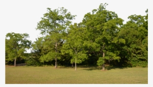 Forest Png Image - Tree For Background Png