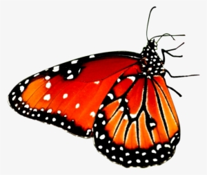 Flower Sitting Butterfly Png - Butterfly On Flower Png