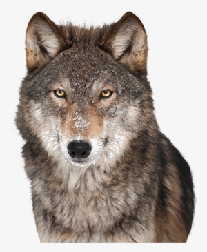 Download Amazing High-quality Latest Png Images Transparent - Temerarios Camino Del Amor