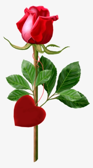 Beautiful Single Rose Red - Happy Anniversary With Rose