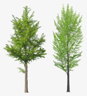 Tree Png Image - Front View Tree Png