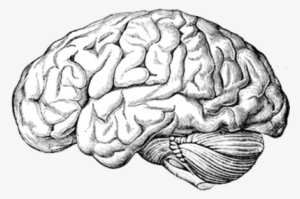 Brain Old Drawing - Remove A Brain By David Haviland