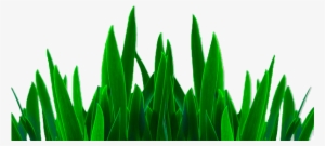 Best Png, Editing Png, Grass Png - Png Pictures Hd Photoshop