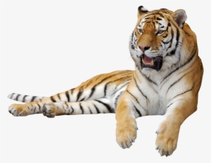 Tiger Png Clipart Picture - Tiger Png Gif
