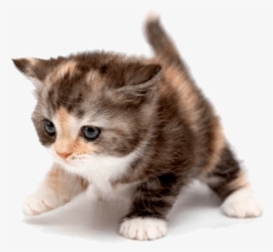 Cute Cat Free Images At Clkercom Vector Clip Art - White Kitten With Orange And Black Spots