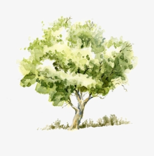 Drawing Watercolor Painting Tree Pencil Sketch - Watercolor Tree