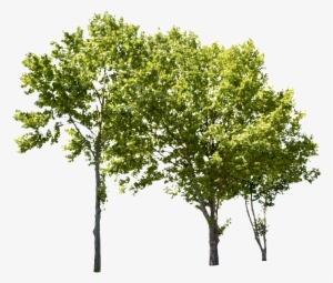 Plane Tree Group Ii - Tree Groups Png