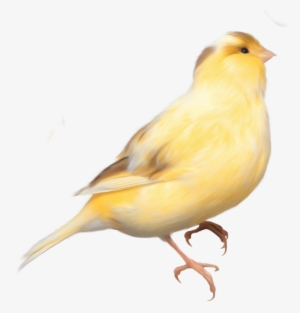 Finch Clipart Bird Png - Canary Png