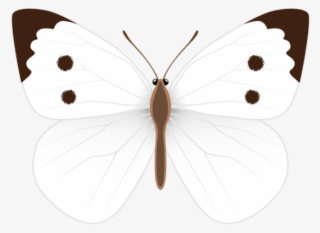 White Butterfly, Clipart Images, Photo Ideas, Clip - White Butterfly Clipart