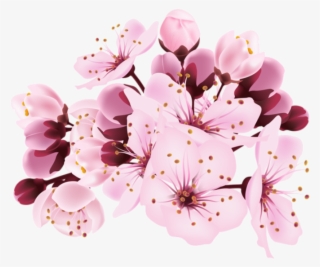 Cherry Blossom Decorative Transparent Image - Transparent Background Cherry Blossom Png