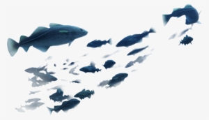 Cods - Group Of Fish Png