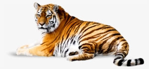 Tiger Png Free Download - Tiger Png