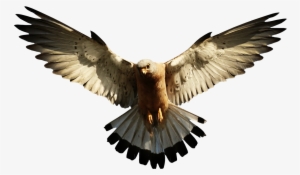 Eagle Wings Design - Eagle Png