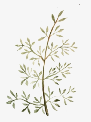 Watercolor Painting Graphic Design Leaf Drawing - Watercolor Painting