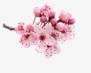 Japanese Flowering Cherry Png Transparent - El Don Supremo By Paulo Coelho