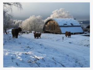 Cows In Snow - Snow