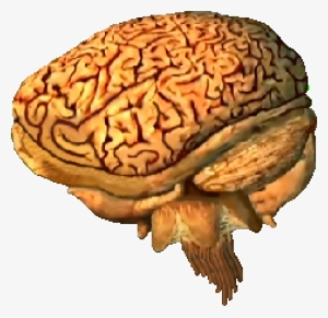 Brain - Gradius