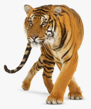 Share This Article - Dkfindout Animals
