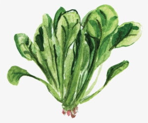 Watercolor Vegetables Png Picture Black And White Download - Watercolor Vegetable Garden Png