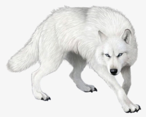 Wolf Png Clipart - Loup Blanc Dans La Neige