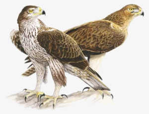 Bonelli's Eagle - Aquila Di Bonelli Sardegna