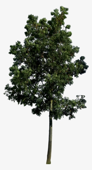 If You Use This File, Credit And Link Me Please Link - Tree Png