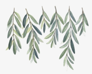 Watercolor Olive Branch Png - Free Watercolor Olive Branch