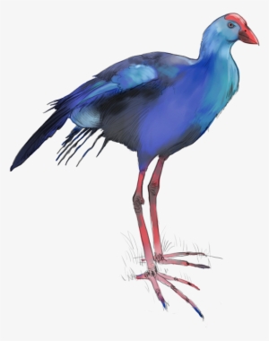 Purple Swamphen - Purple Gallinule