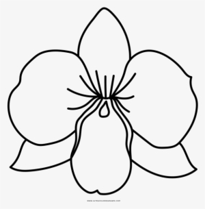 Orchid Colouring Pages Banner Download - Dibujo De Una Orquídea