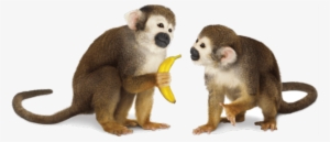 Download - Real Monkey Transparent