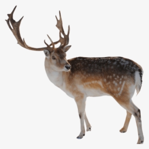 Reindeer Looking - Reindeer Png