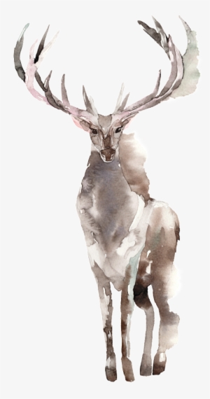 Creative Elk Design Transparent Watercolor - Design
