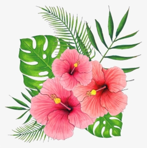 Hand Painted Summer Hibiscus Flower Png Transparent - 扶桑 花 Png