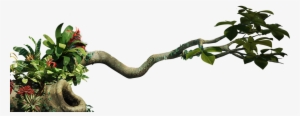 Clip Art Transparent Download Jungle Vine Clipart - Jungle Png
