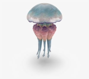 Jellyfish Free Png Image - Jellyfish