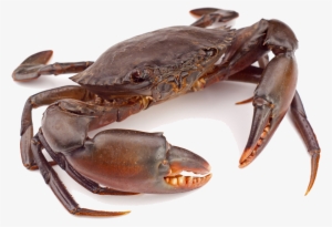 Crab Png Clipart - Crab Png