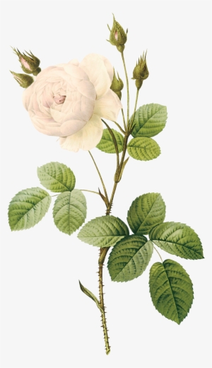 White Rose Png Image, Flower White Rose Png Picture - White Flower Illustration Png